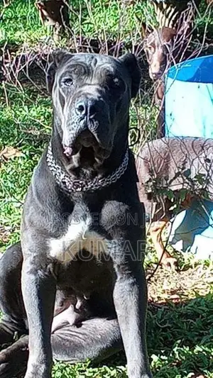 Cane Corso Puppy