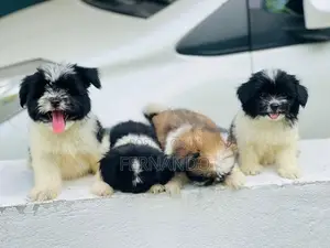 Shihtzu Puppies