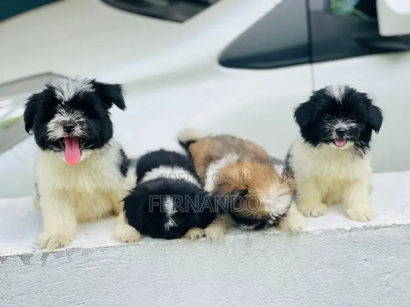 Shihtzu Puppies
