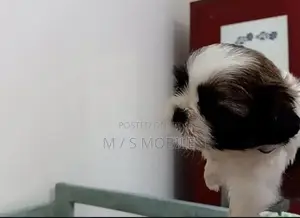 mini shihtzu puppy