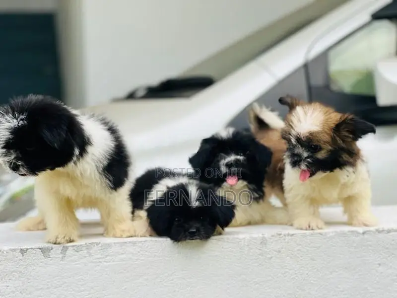 Shihtzu Puppies