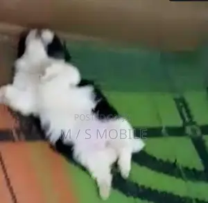 mini shihtzu puppy