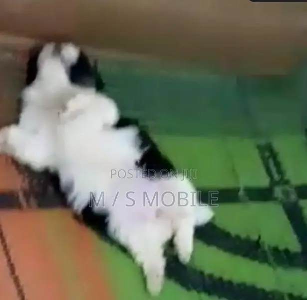mini shihtzu puppy