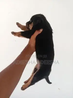 රොට්වයලට් පැටවුන් විකිණීමට