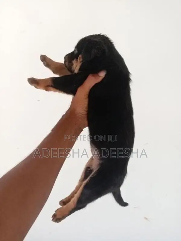 රොට්වයලට් පැටවුන් විකිණීමට