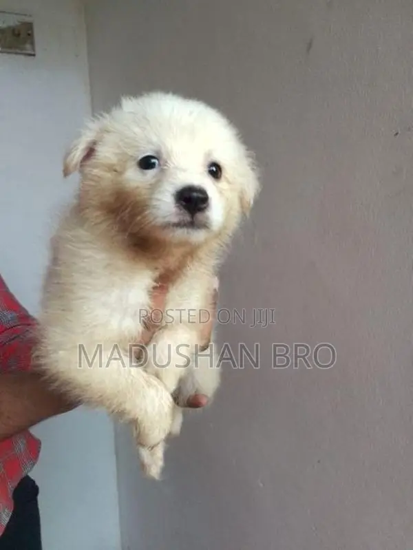 pomeranian puppies