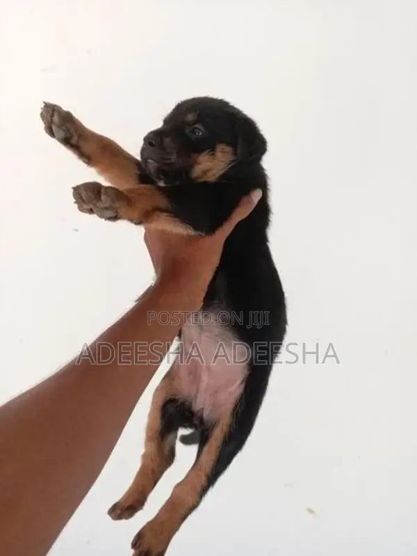 රොට්වයලට් පැටවුන් විකිණීමට