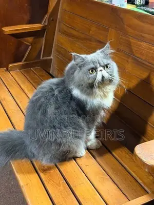 Extreme Punch Face Cat (Male)