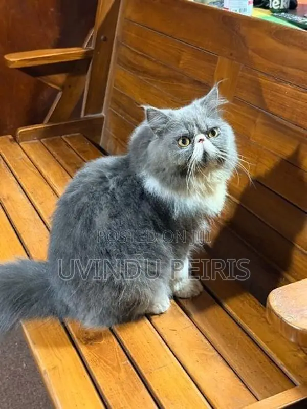 Extreme Punch Face Cat (Male)