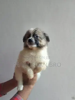 pomeranian puppies