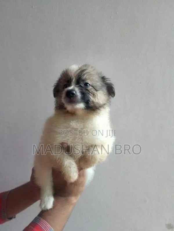 pomeranian puppies