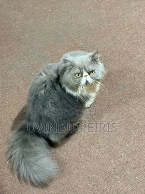 Extreme Punch Face Cat (Male)