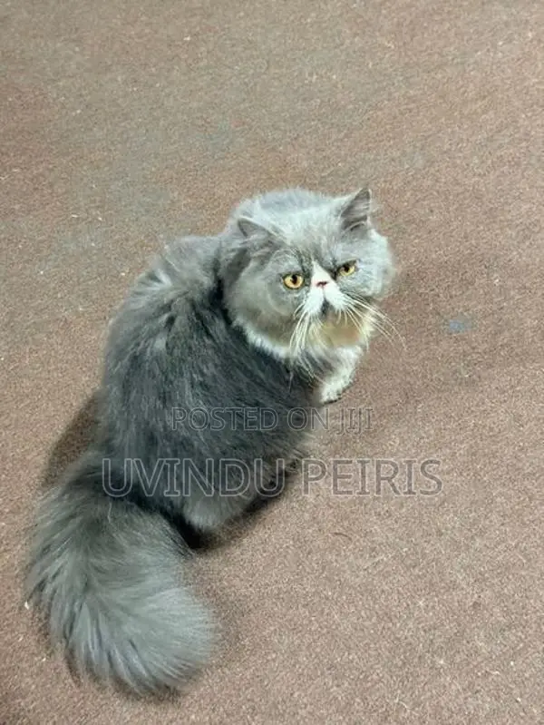 Extreme Punch Face Cat (Male)