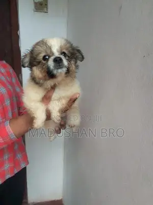 pomeranian puppies