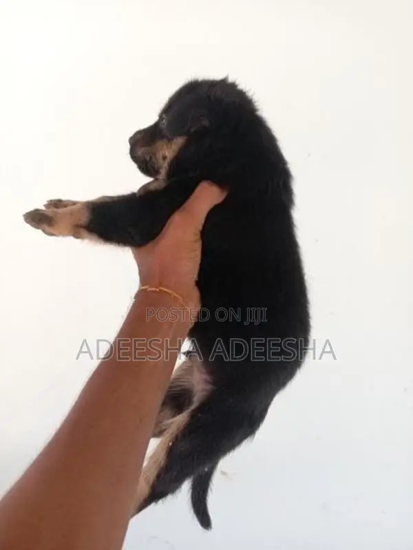 රොට්වයලට් පැටවුන් විකිණීමට