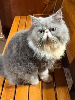 Extreme Punch Face Cat (Male)