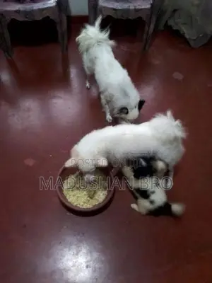 pomeranian puppies
