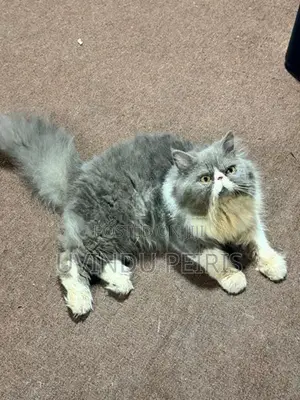 Extreme Punch Face Cat (Male)