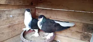 Pigeon