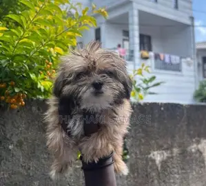 Shih Tzu Puppy