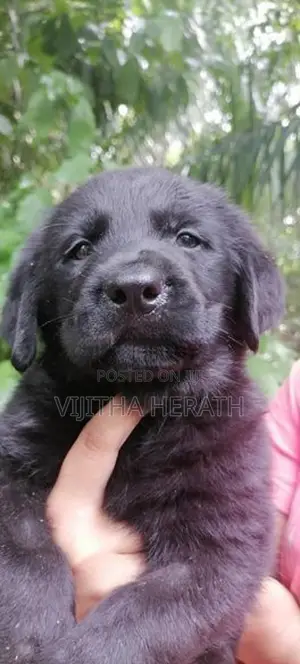 Labrador Black Puppies