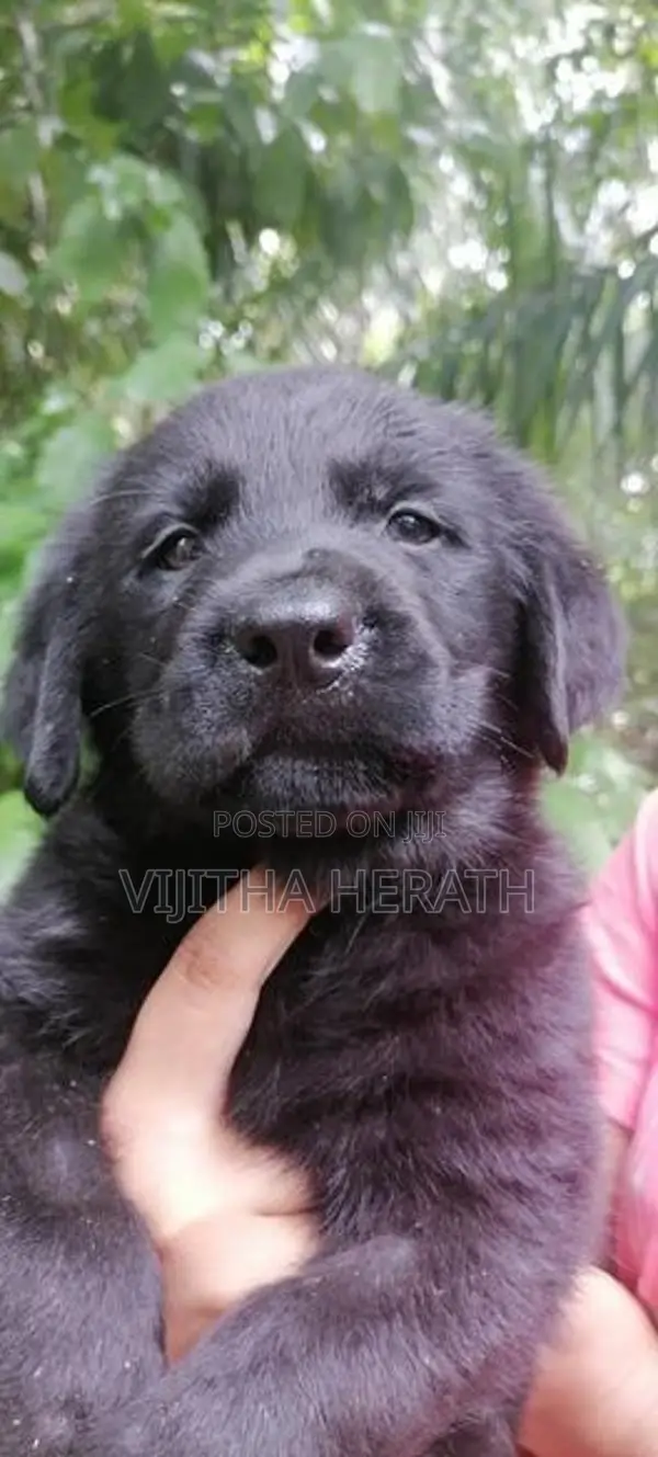 Labrador Black Puppies