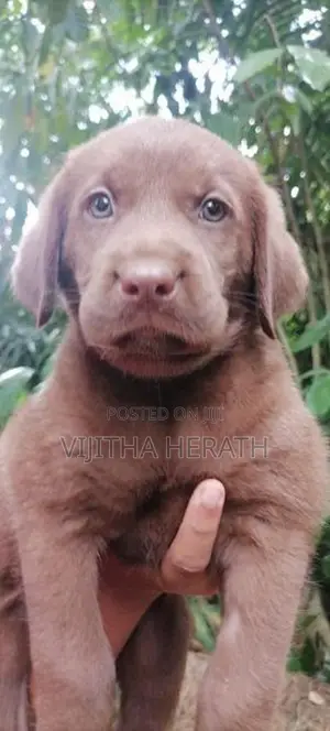 Labrador brown puppies .