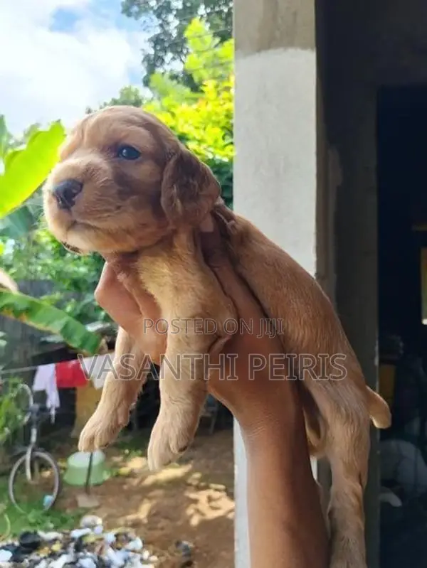 Cockers spaniel puppy