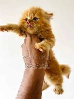 Ginger Kittens