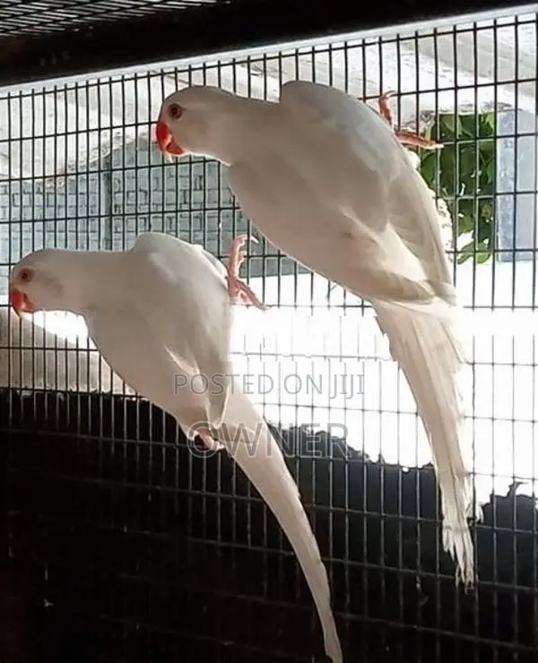 Ringneck birds
