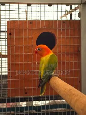 Green euwing opaline male
