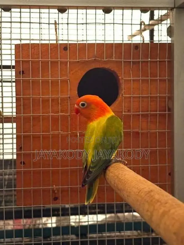 Green euwing opaline male