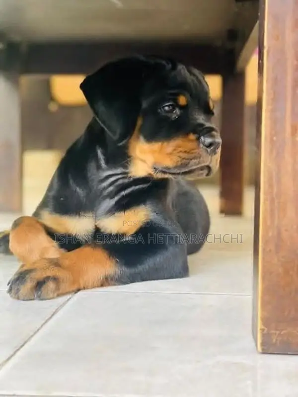 Rottweiler puppies