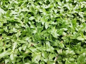 Malaysian grass