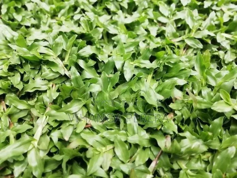 Malaysian grass