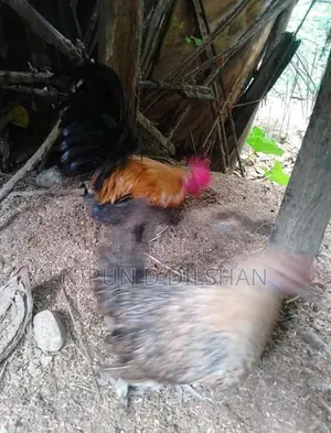Farm Hen