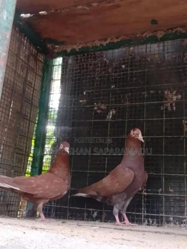 Pigeons