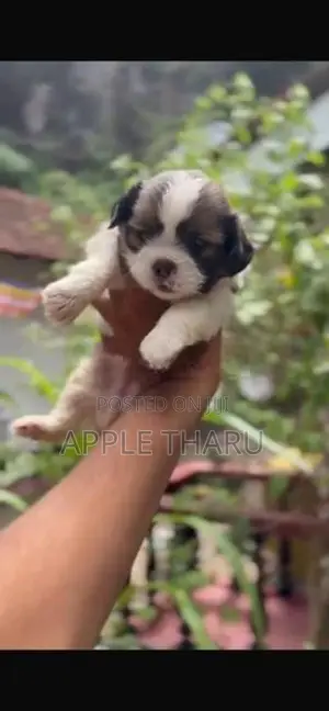 Shih Tzu Puppies