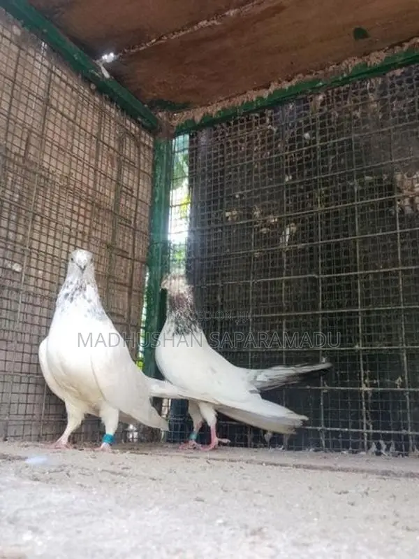 pigeon