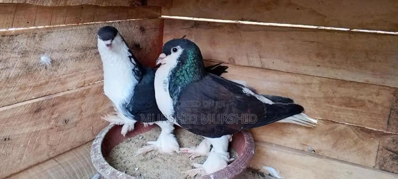 Pigeon