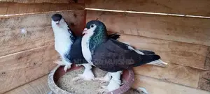 Pigeon