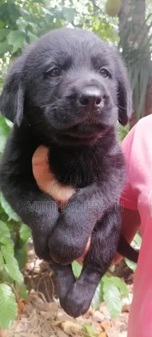 Labrador Black Puppies
