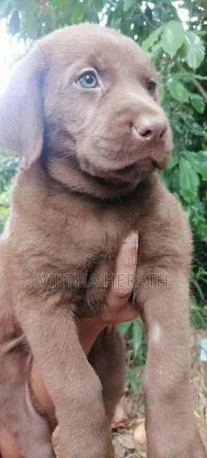 Labrador brown puppies .