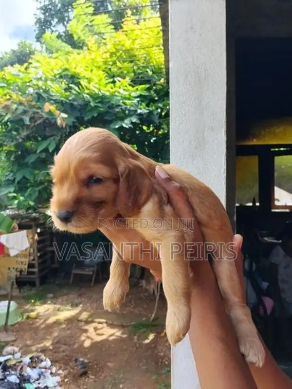 Cockers spaniel puppy