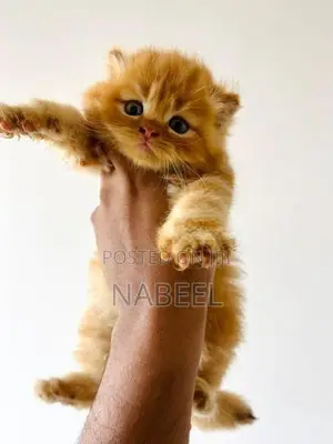 Ginger Kittens