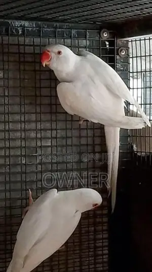 Ringneck birds