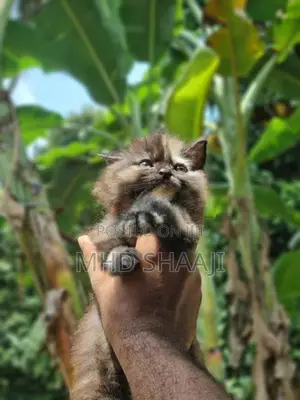 persian