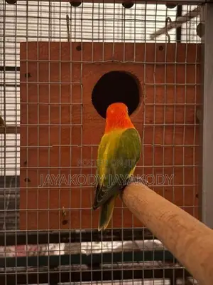 Green euwing opaline male