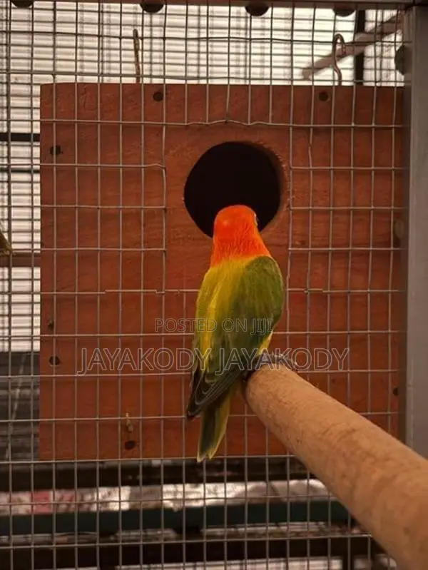 Green euwing opaline male