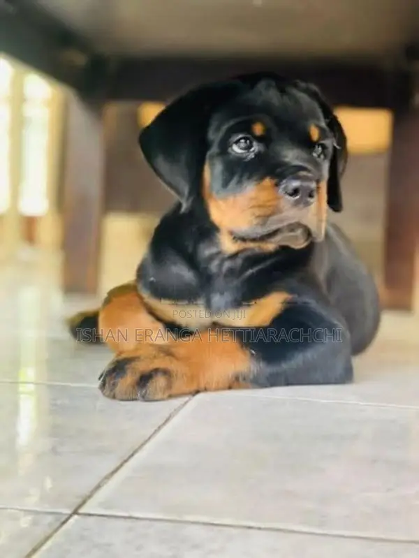 Rottweiler puppies
